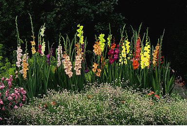 《彩六：围攻》新干员致敬原作：最初的彩六小队成员